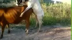 Afspelen Stoere seks met twee dieren als het luid is